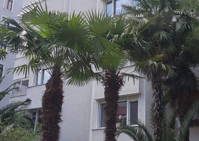 palmiye